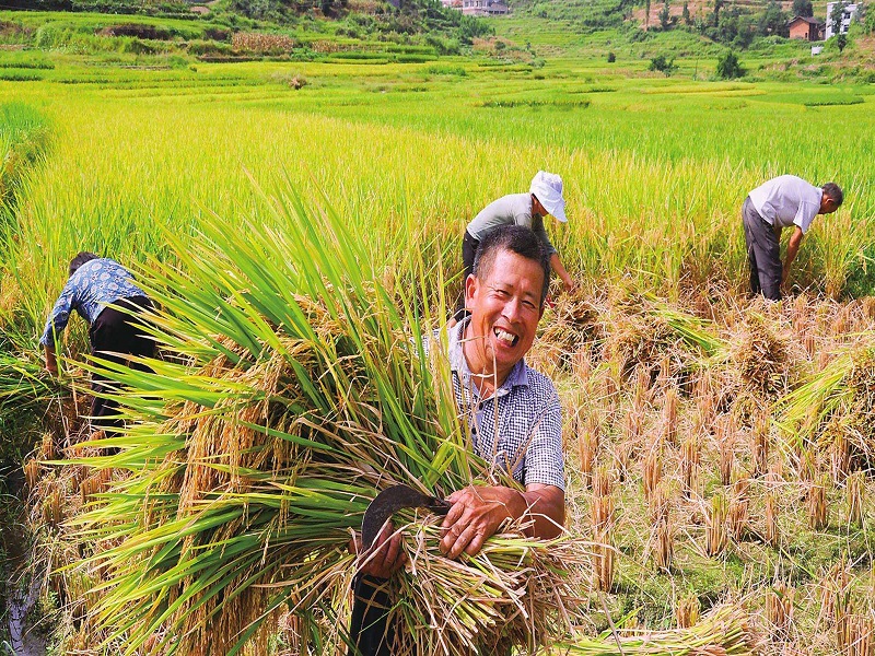 1657179070870231.jpg 收割图片.jpg