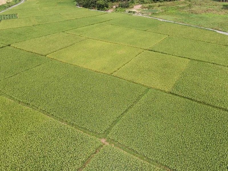 1657179083109150.jpg 水稻种植图.jpg