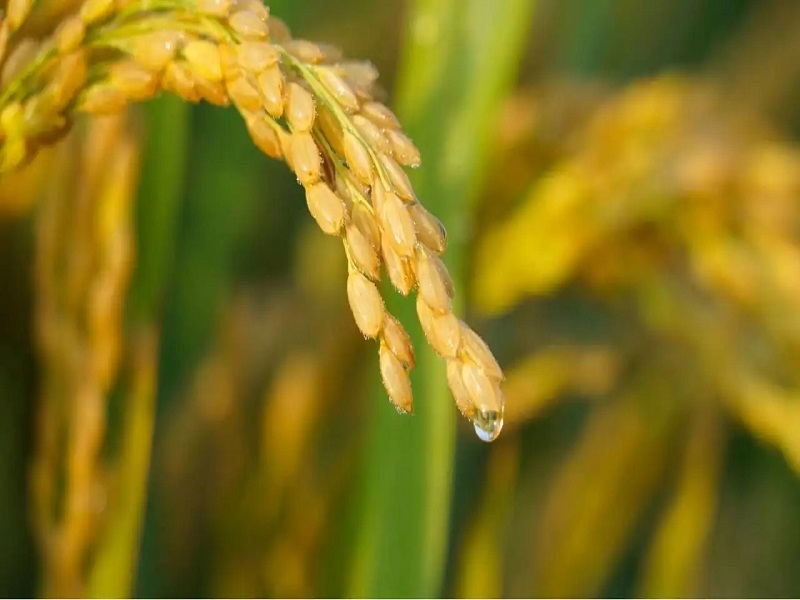 1657179206303675.jpg 水稻图.jpg